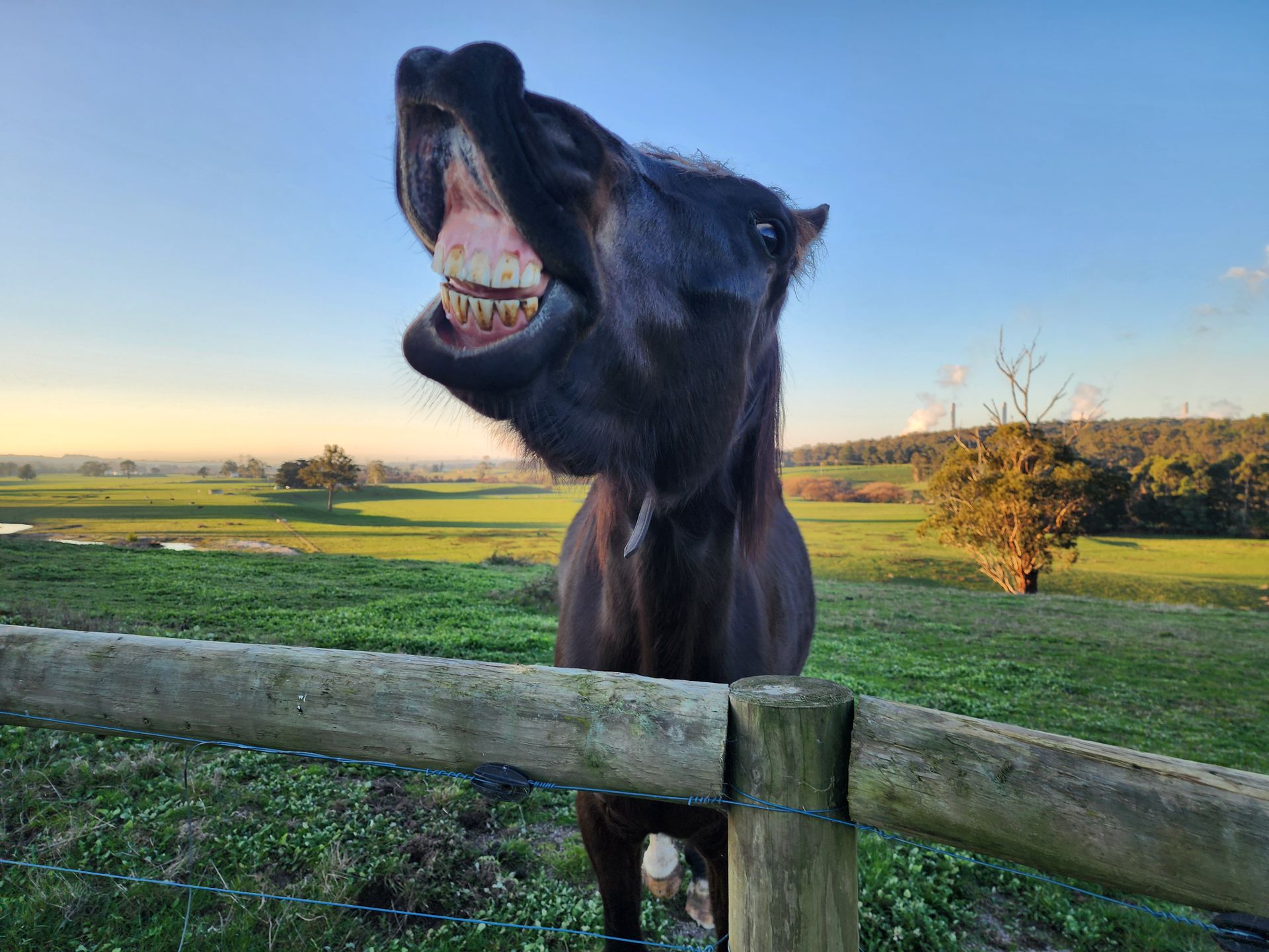 A lively horse showing its teeth joyfully in a grassy countryside setting.