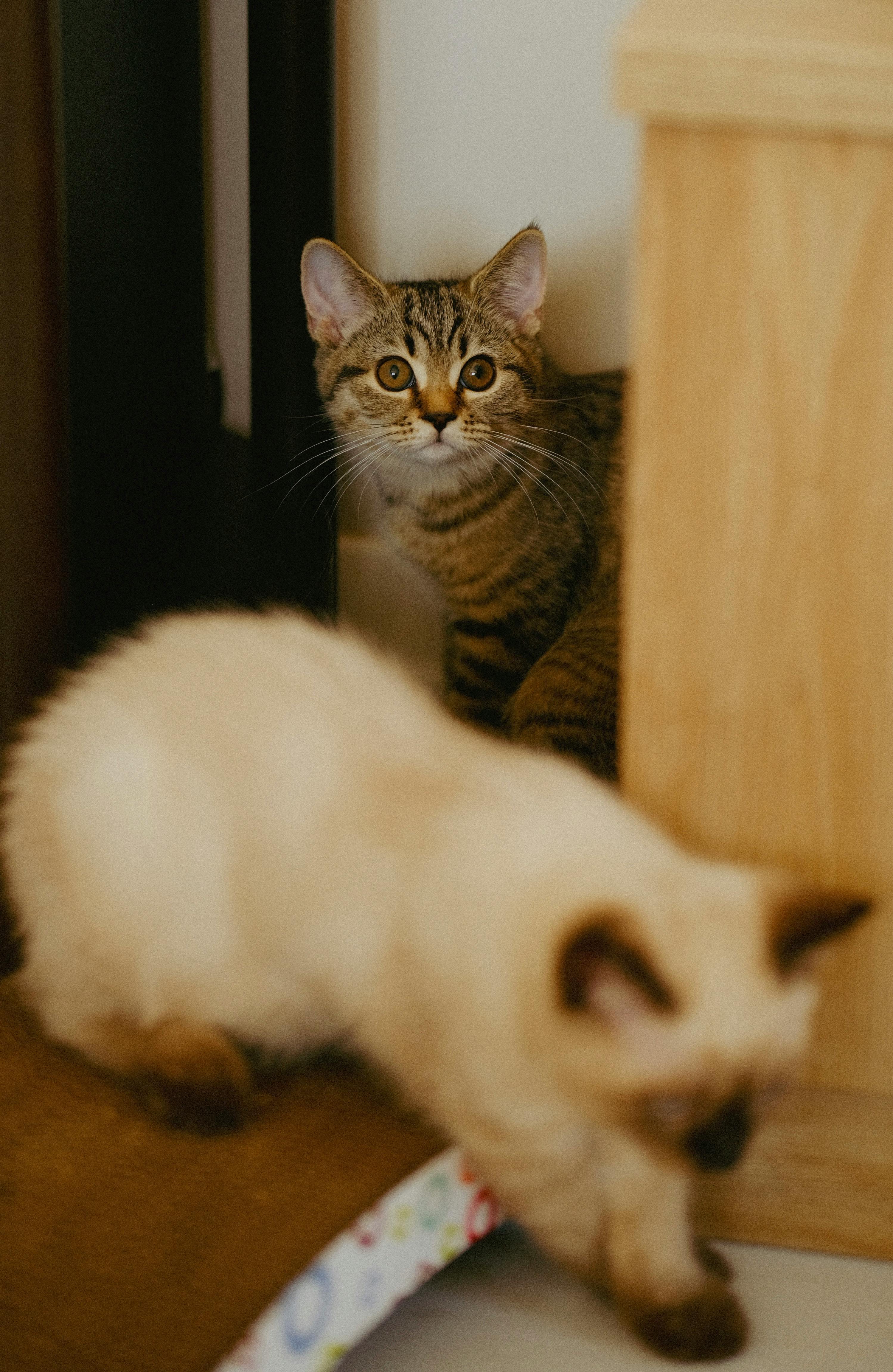 Bezpłatne Darmowe zdjęcie z galerii z ciekawy, dzieci zwierząt, figlarne kotki Zdjęcie z galerii