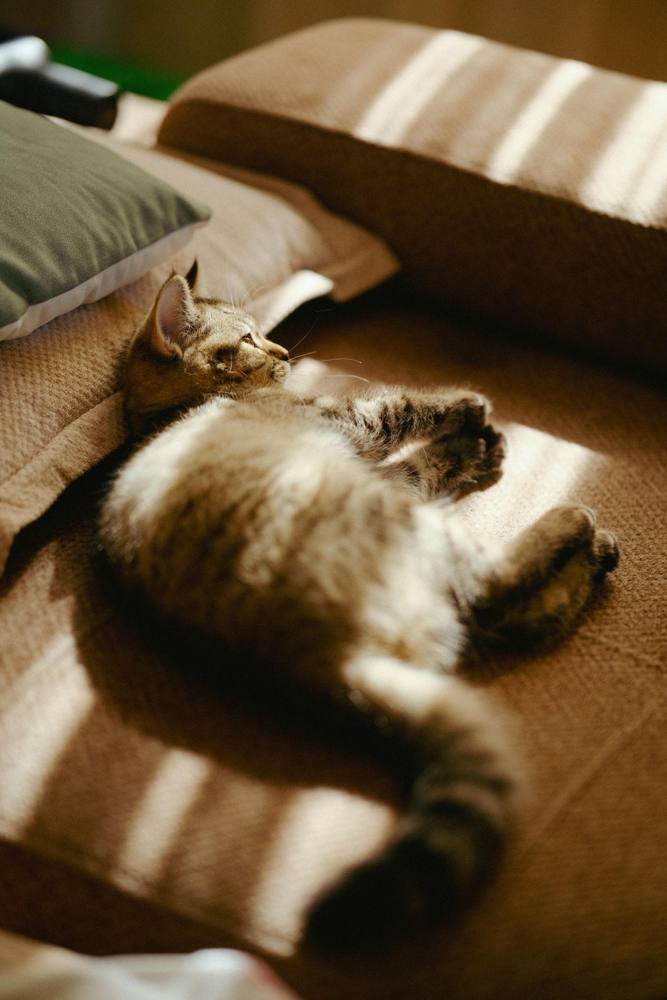 日差しの当たるソファで横になる猫