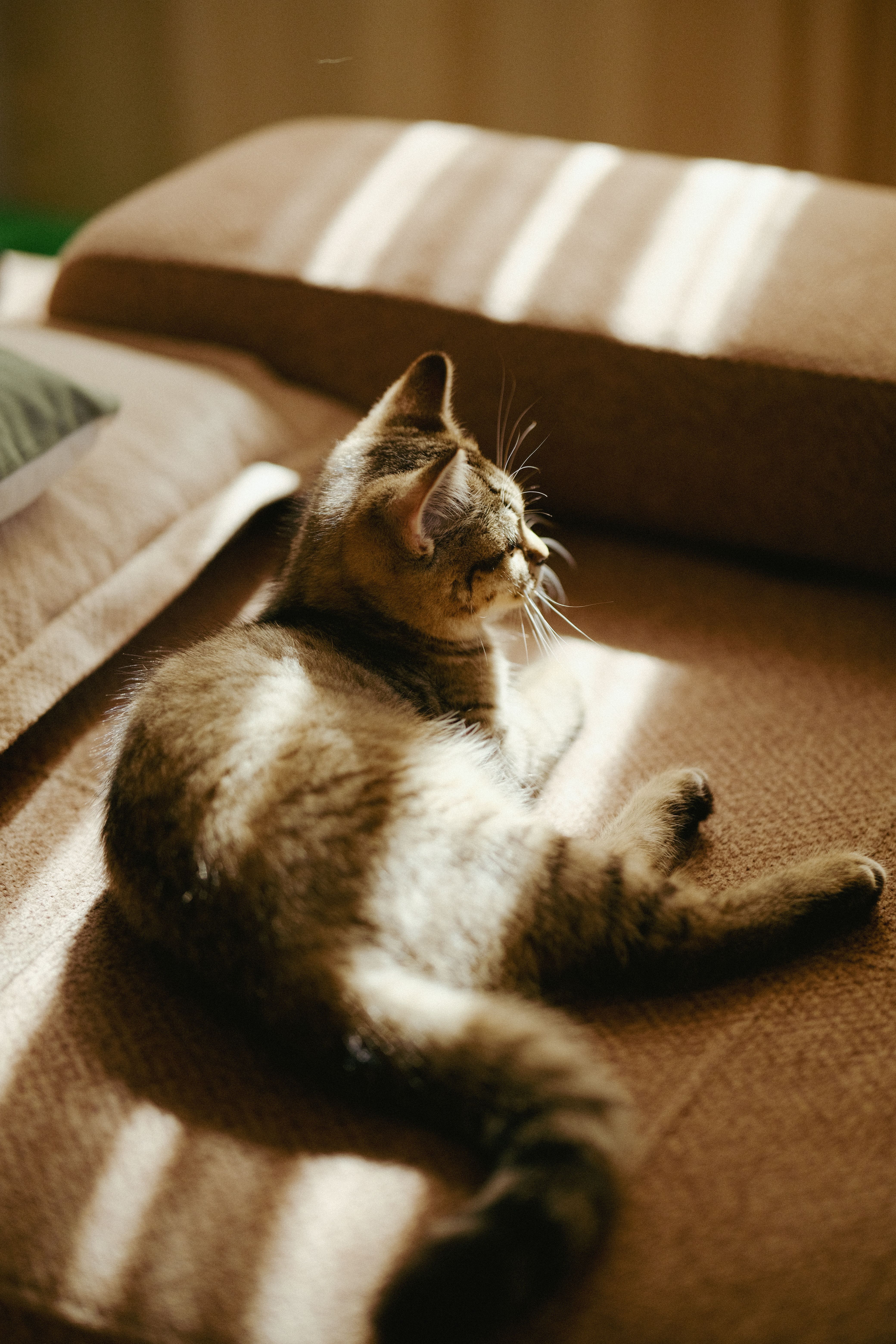 A relaxed cat enjoying warm sunlight on a comfortable sofa indoors.