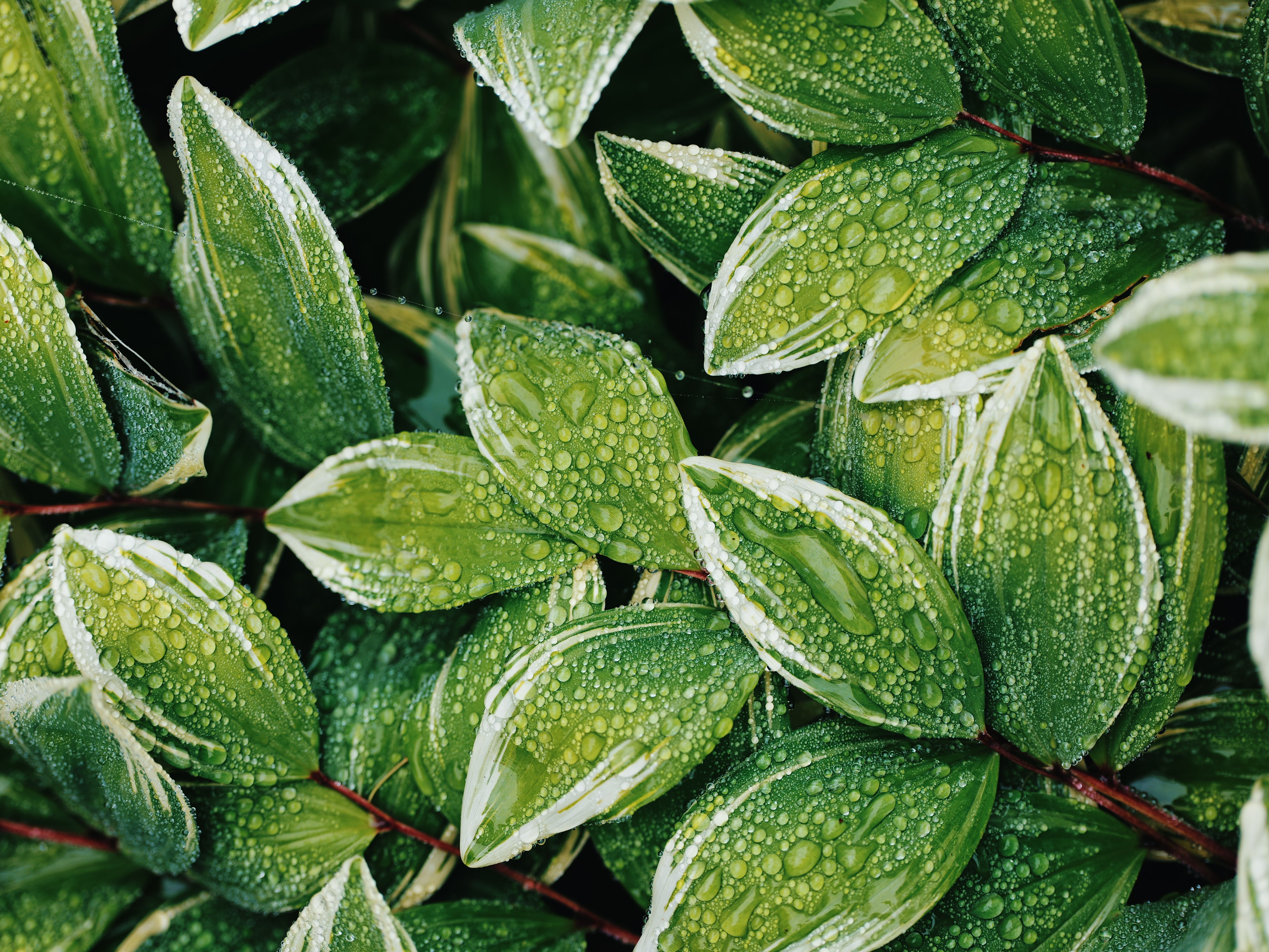 Le secret d'un feuillage lustré sans produit chimique