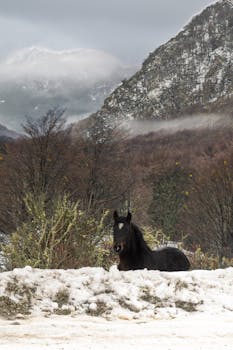 A black horse stands amidst snow in Ushuaia, with mountains in the background.