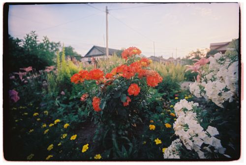 Free A lush garden filled with colorful flowers in bloom at sunset, showcasing natural beauty. Stock Photo
