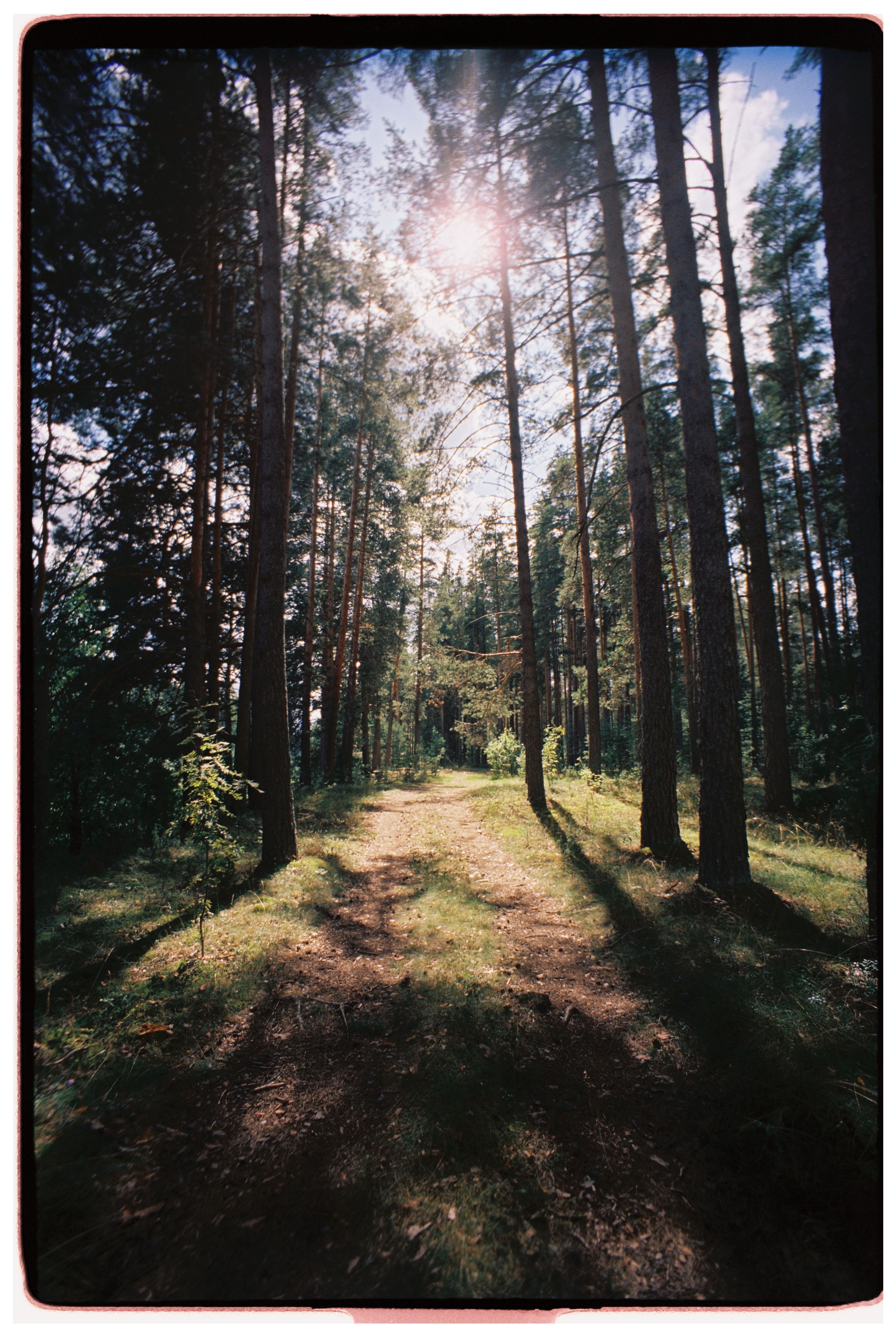 A serene forest path illuminated by soft sunlight, framed by tall pine trees.