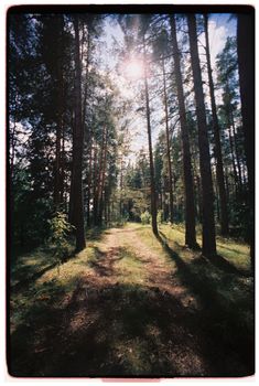A serene forest path illuminated by soft sunlight, framed by tall pine trees.