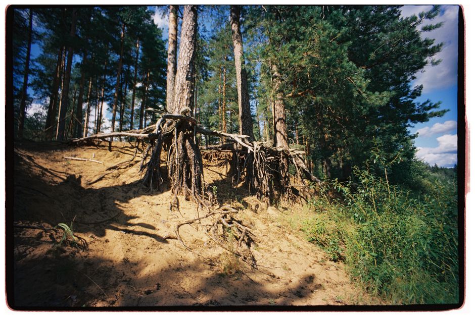 Trees Can Communicate and Share Nutrients Underground