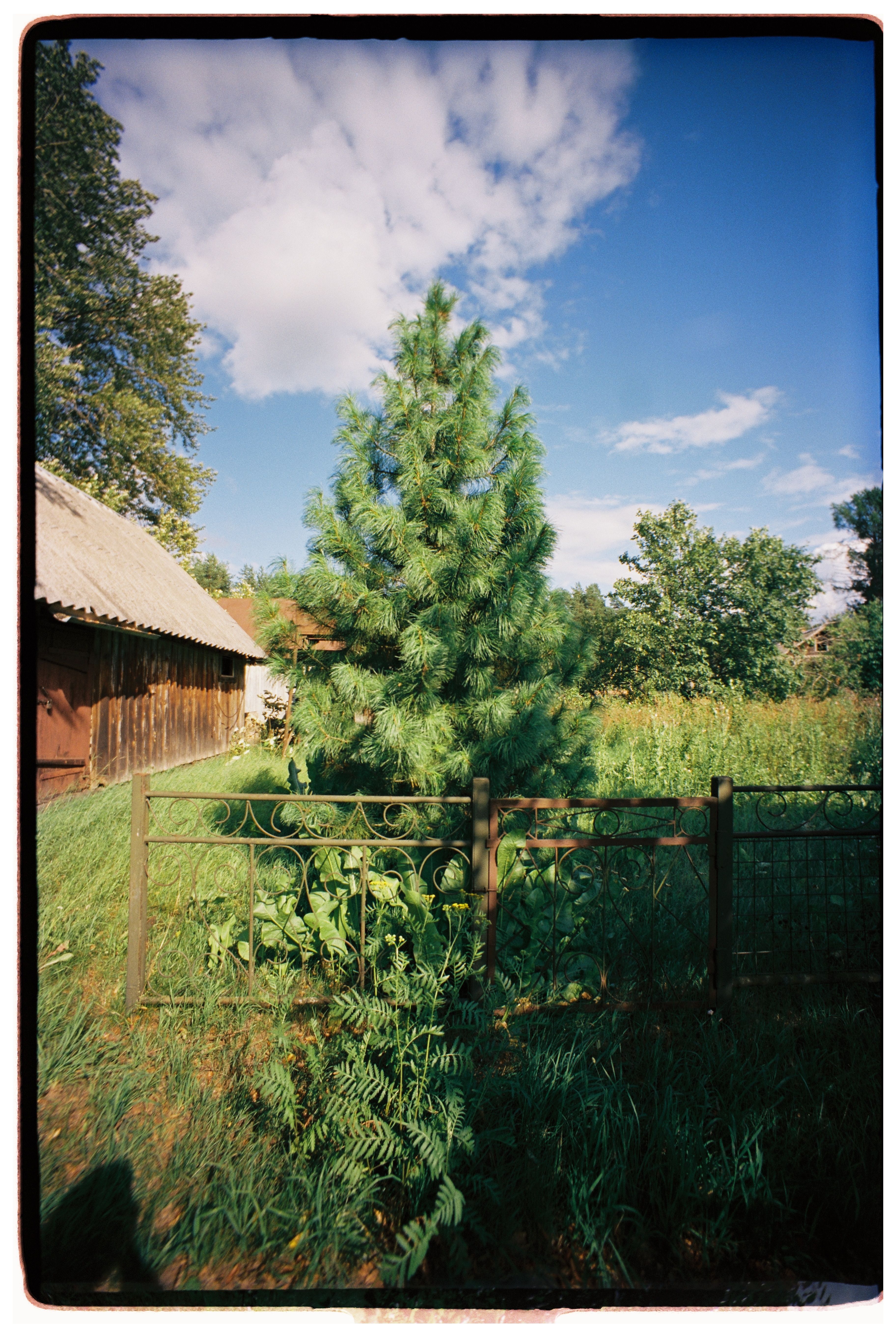 Rustic Farmhouse with Lush Green Farmyard Trees · Free Stock Photo