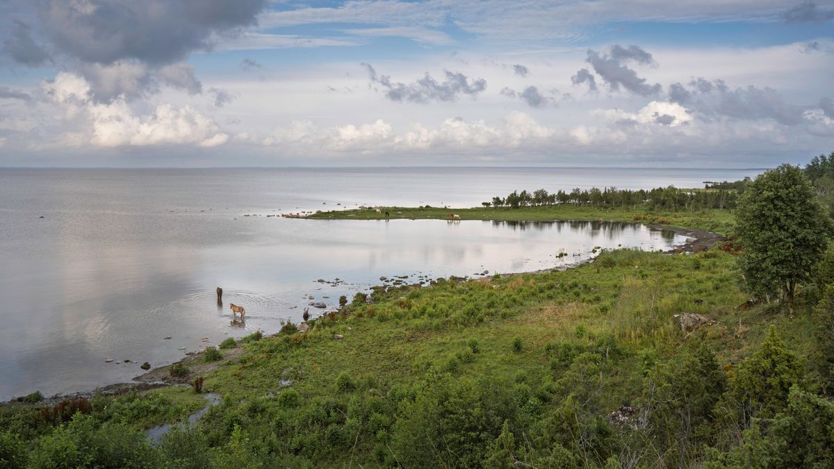 Cai in apa pe coasta Kallaste din Saaremaa