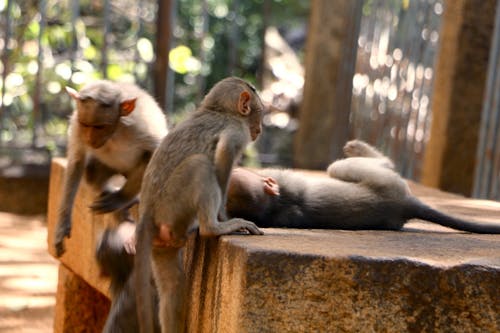 Free stock photo of animal, ape, asia