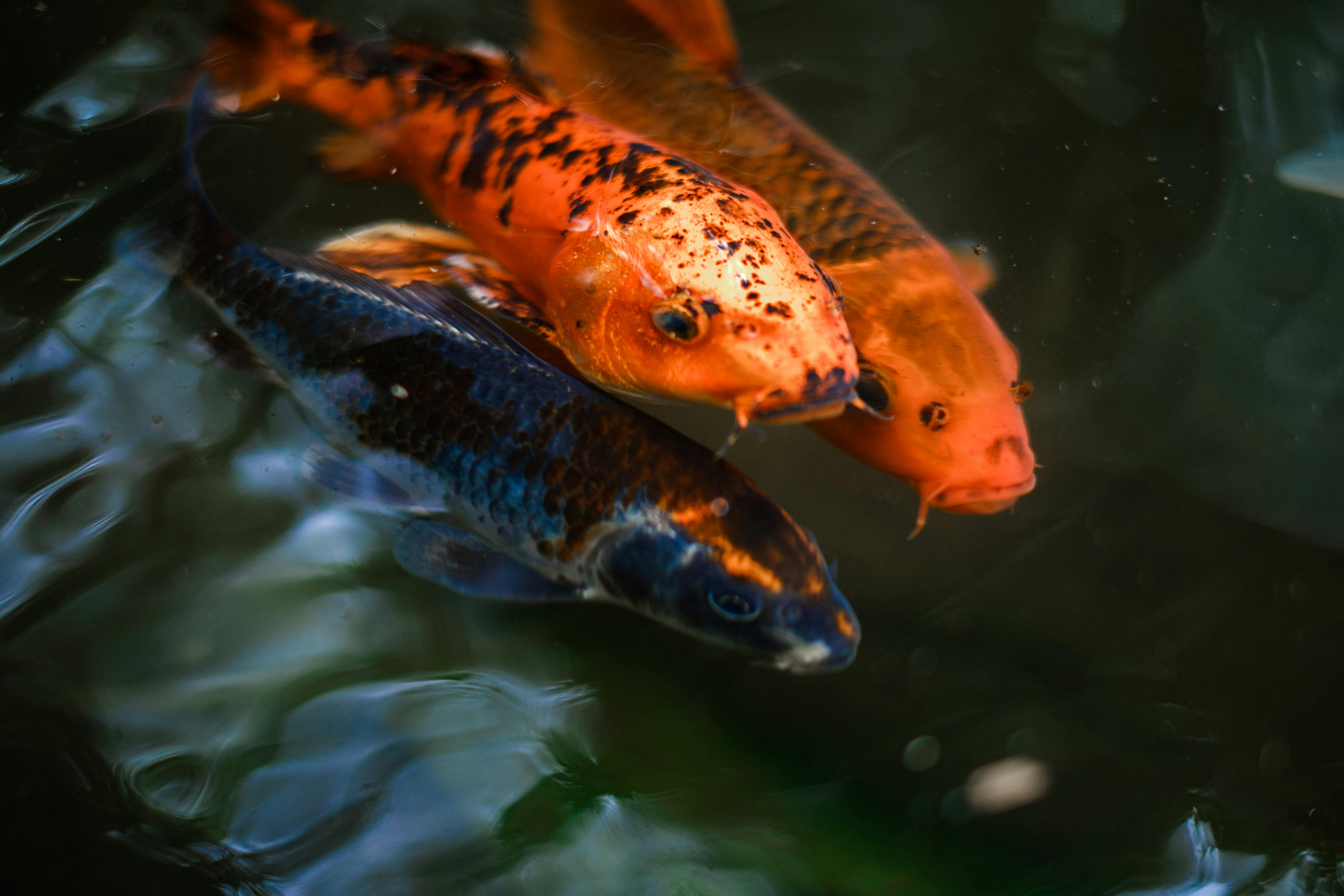 Unveiling Marine Mysteries: Exploring Underwater Civilizations