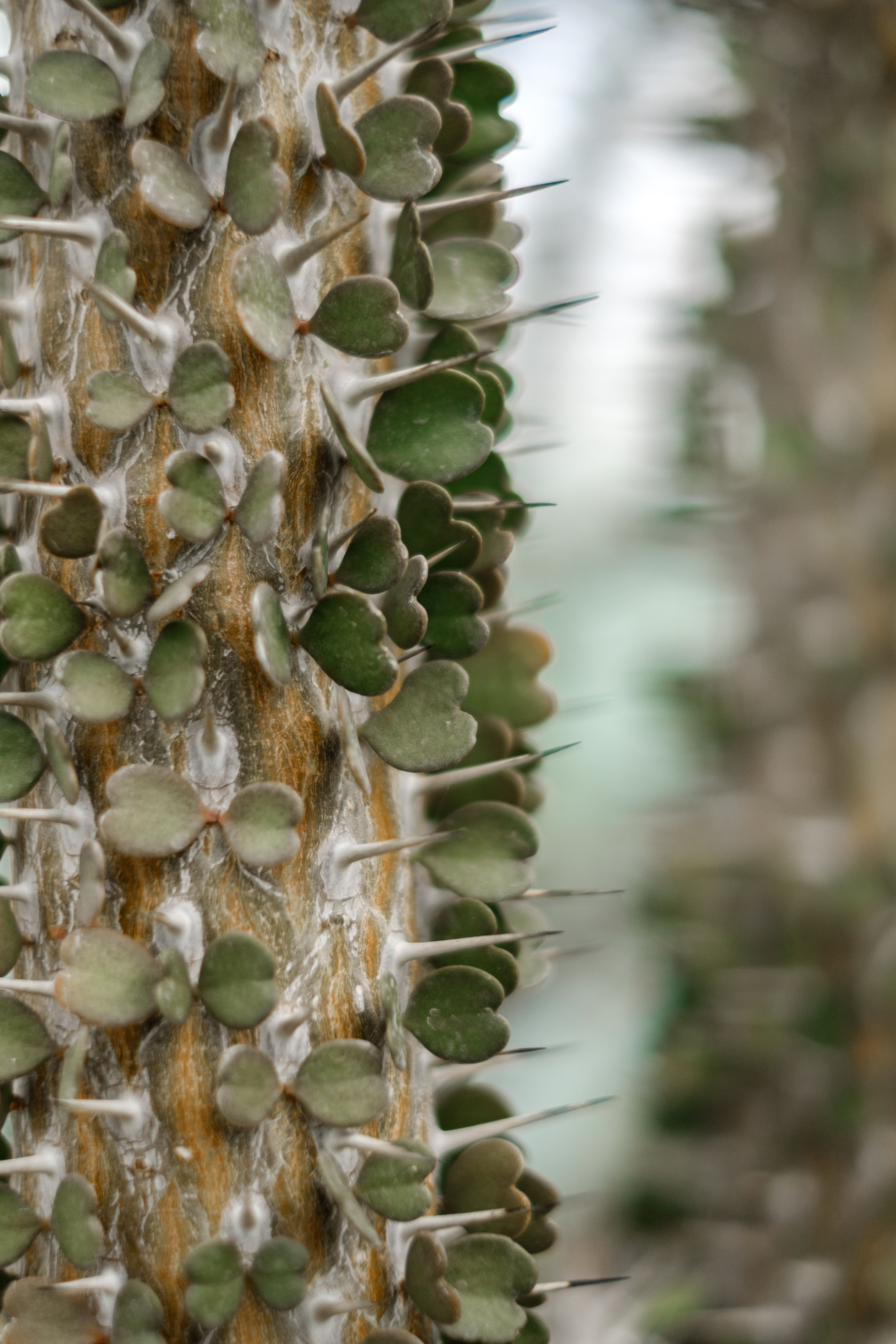 Detailed close-up of a cactus with spiky thorns and leafy texture.