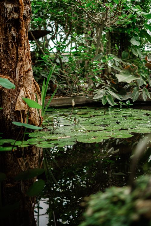 Free A tranquil forest pond surrounded by lush foliage and water lilies, reflecting natural serenity. Stock Photo