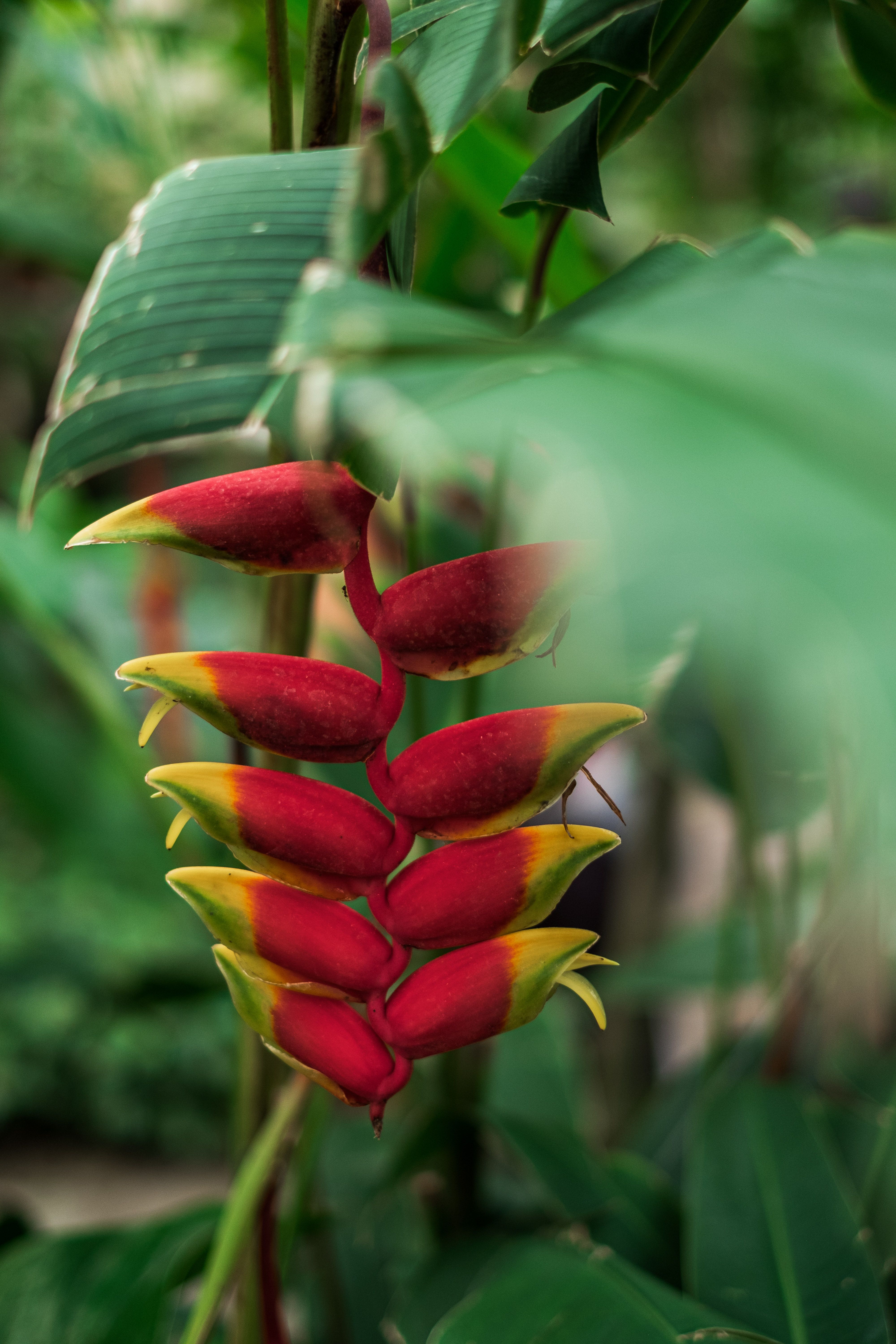 Helicônia