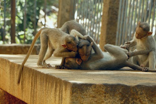 Free stock photo of animal, ape, asia