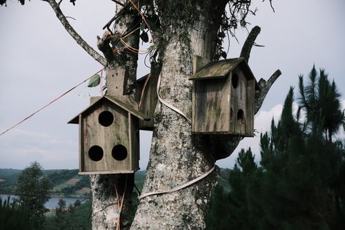 Free Rustic wooden birdhouses mounted on a tree in a serene outdoor landscape. Stock Photo