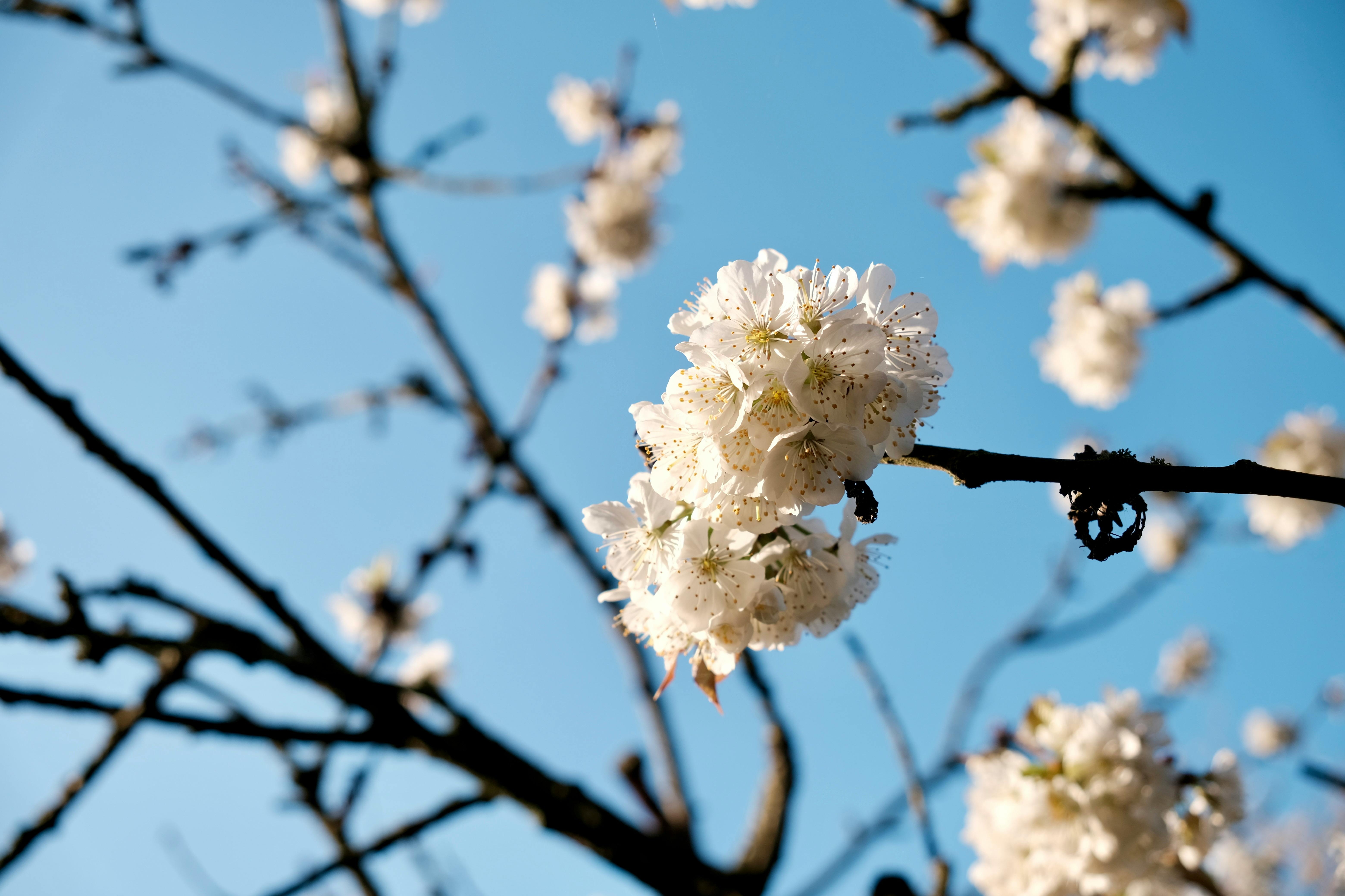 Discover Unique Perfume Brands: The Rise of Indie Perfumery