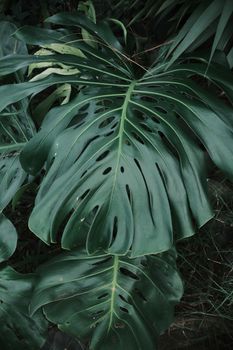 Detailed shot of a Monstera leaf showcasing intricate patterns amidst tropical foliage.. pexels, detailed, shot