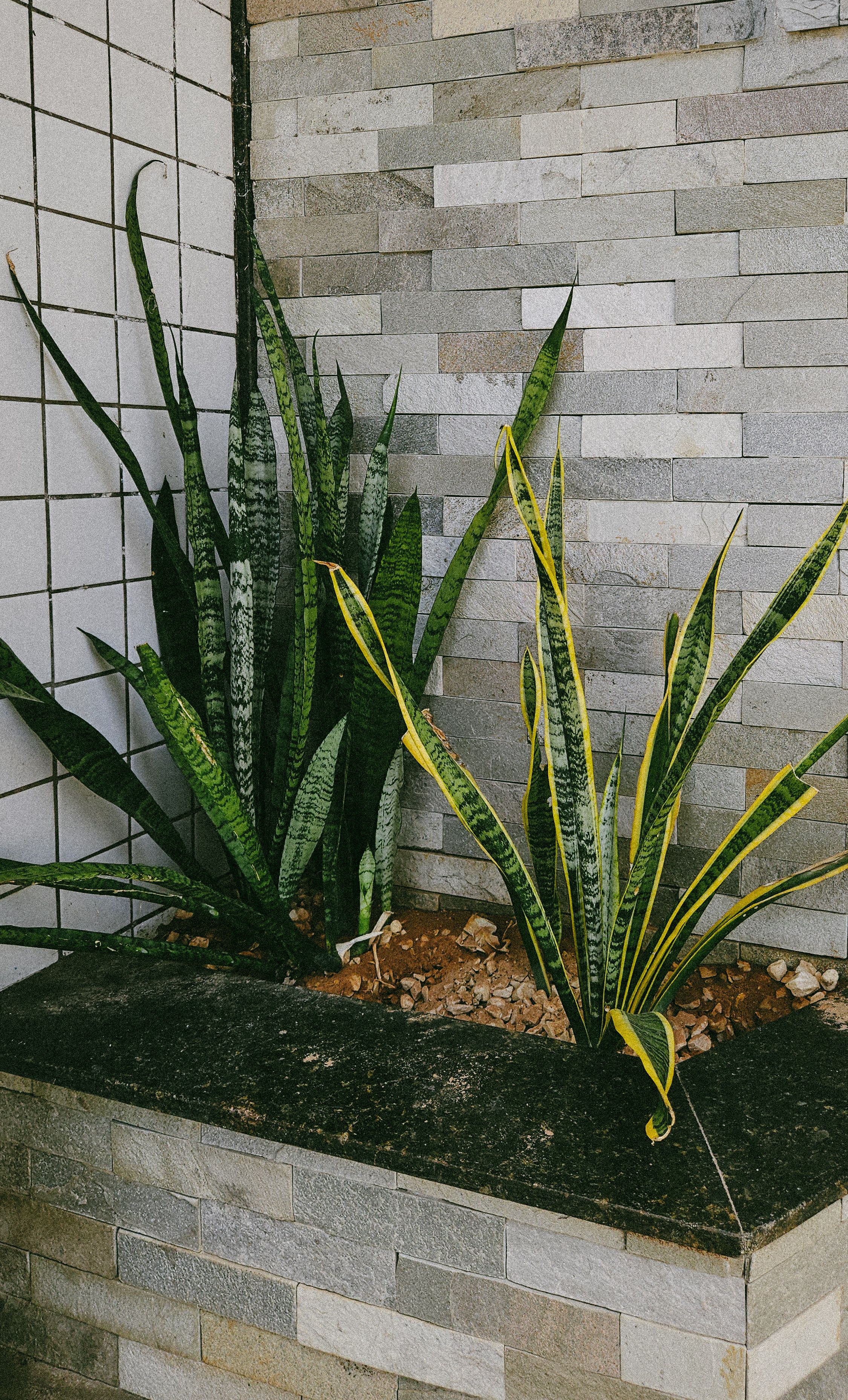 round snake plant Snake Plant in Round Grey Pot