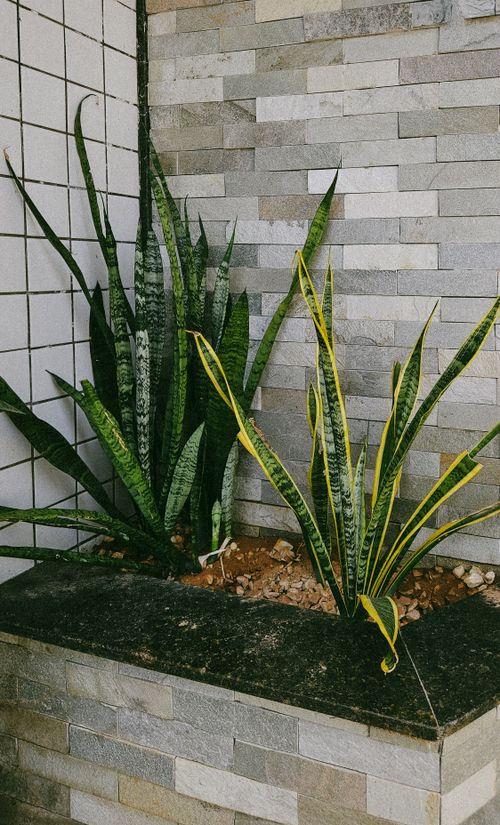 Free Vibrant snake plants in a modern indoor setting with a tiled backdrop, adding a natural touch. Stock Photo