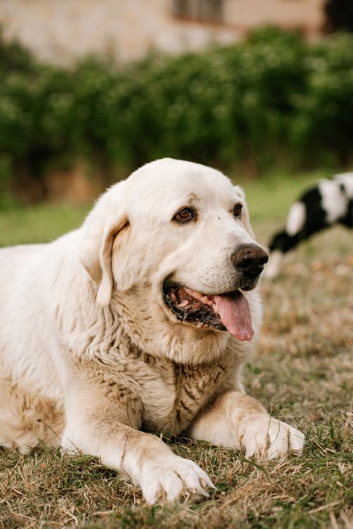Free A large white dog resting in a sunlit Spanish meadow, showcasing its peaceful charm. Stock Photo
