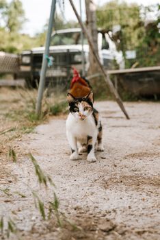 A calico cat and a rooster share a tranquil moment on a rustic path in rural Spain.
