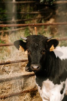 A Holstein cow with ear tags stands in a sunlit paddock on a farm in Spain.