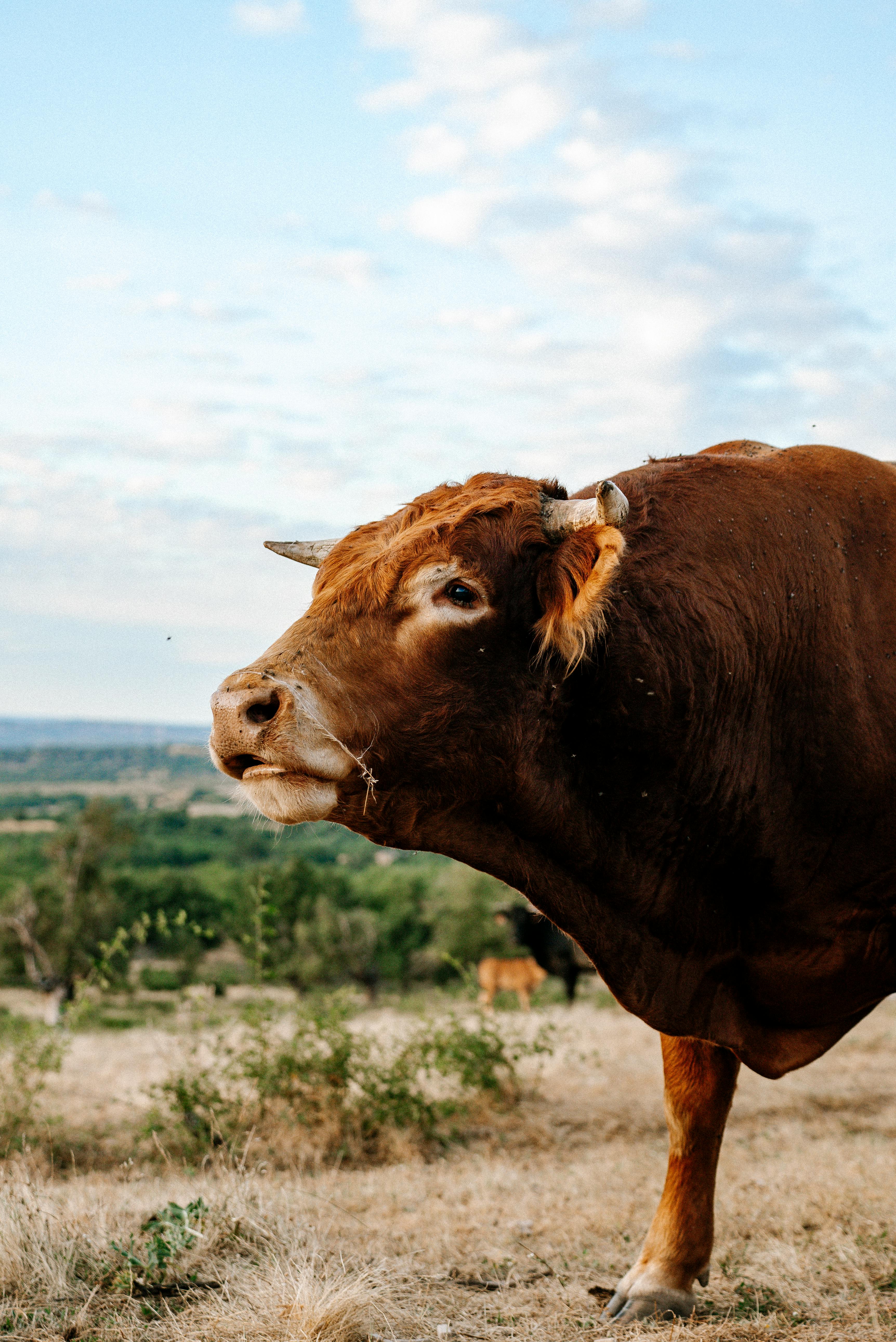 Gratuit Taureau Brun Debout Dans Un Champ Photos