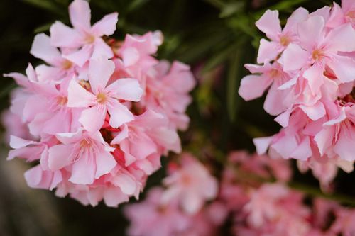 Free Detailed image of pink oleander flowers (Nerium oleander) showcasing their vibrant beauty. Stock Photo