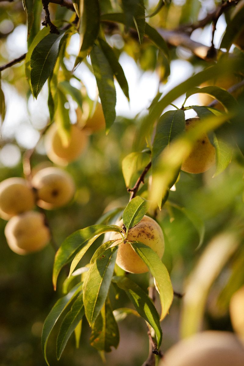 Ripe peaches on a branch in golden light — photo by Nati on Pexels