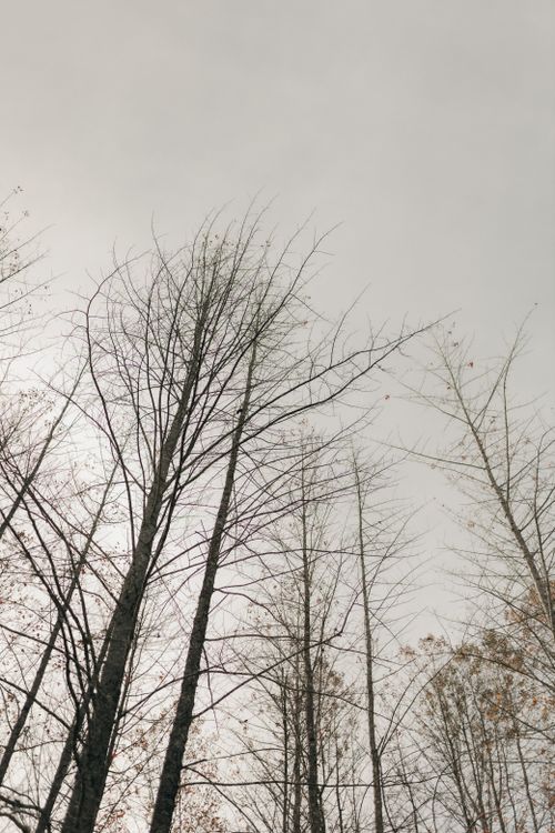 Free Tall bare trees stretch toward the sky in a misty autumn forest, evoking a serene and moody atmosphere. Stock Photo