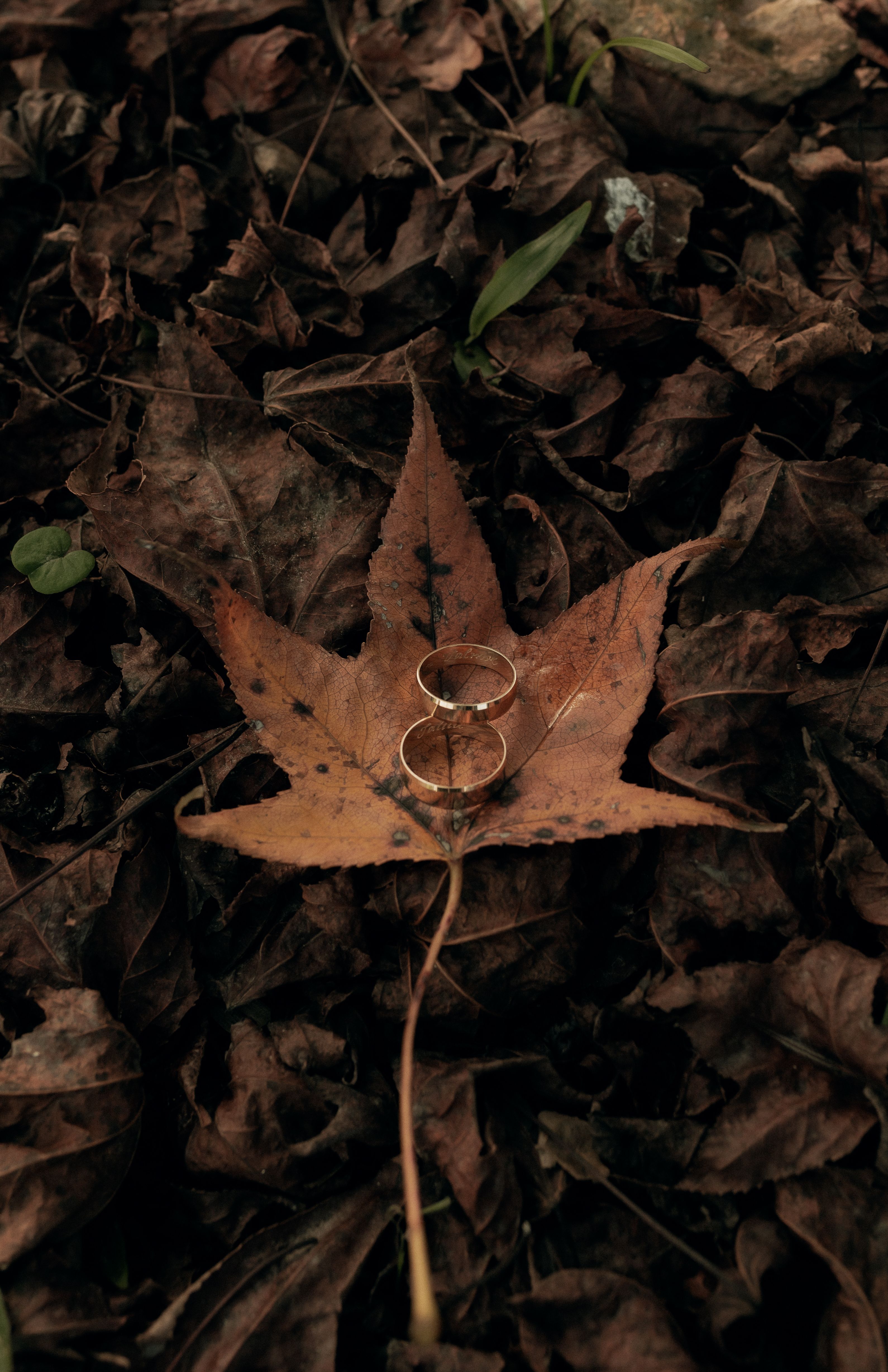 Golden Rings on Autumn Leaf in Forest Setting · Free Stock Photo