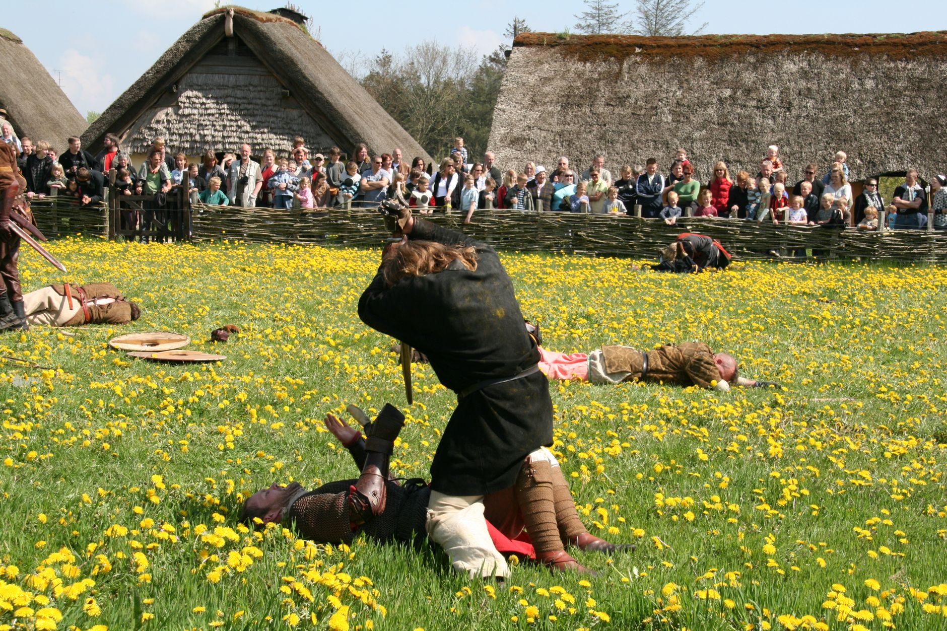 Historical reenactors perform a medieval battle in a vibrant field of flowers, watched by a large audience.