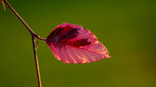 Free Close-up of a vibrant pink leaf during fall, highlighting natural beauty. Stock Photo