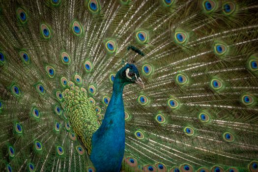 peacock photo