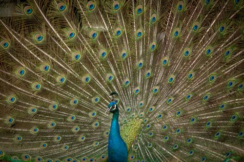 Free Stunning image of a peacock showcasing its vibrant tail feathers in full display, perfect for nature themes. Stock Photo