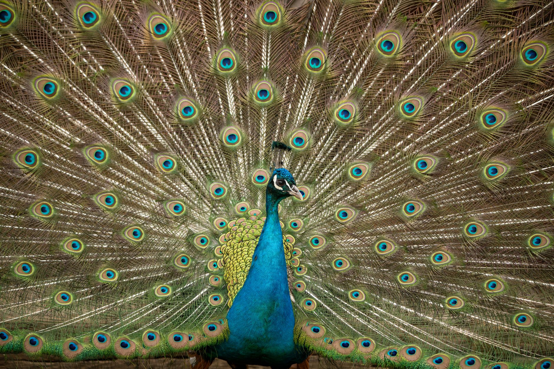 Majestic peacock showcasing its vibrant, full plumage with intricate feather patterns.