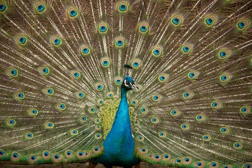 Free Majestic peacock showcasing its vibrant, full plumage with intricate feather patterns. Stock Photo