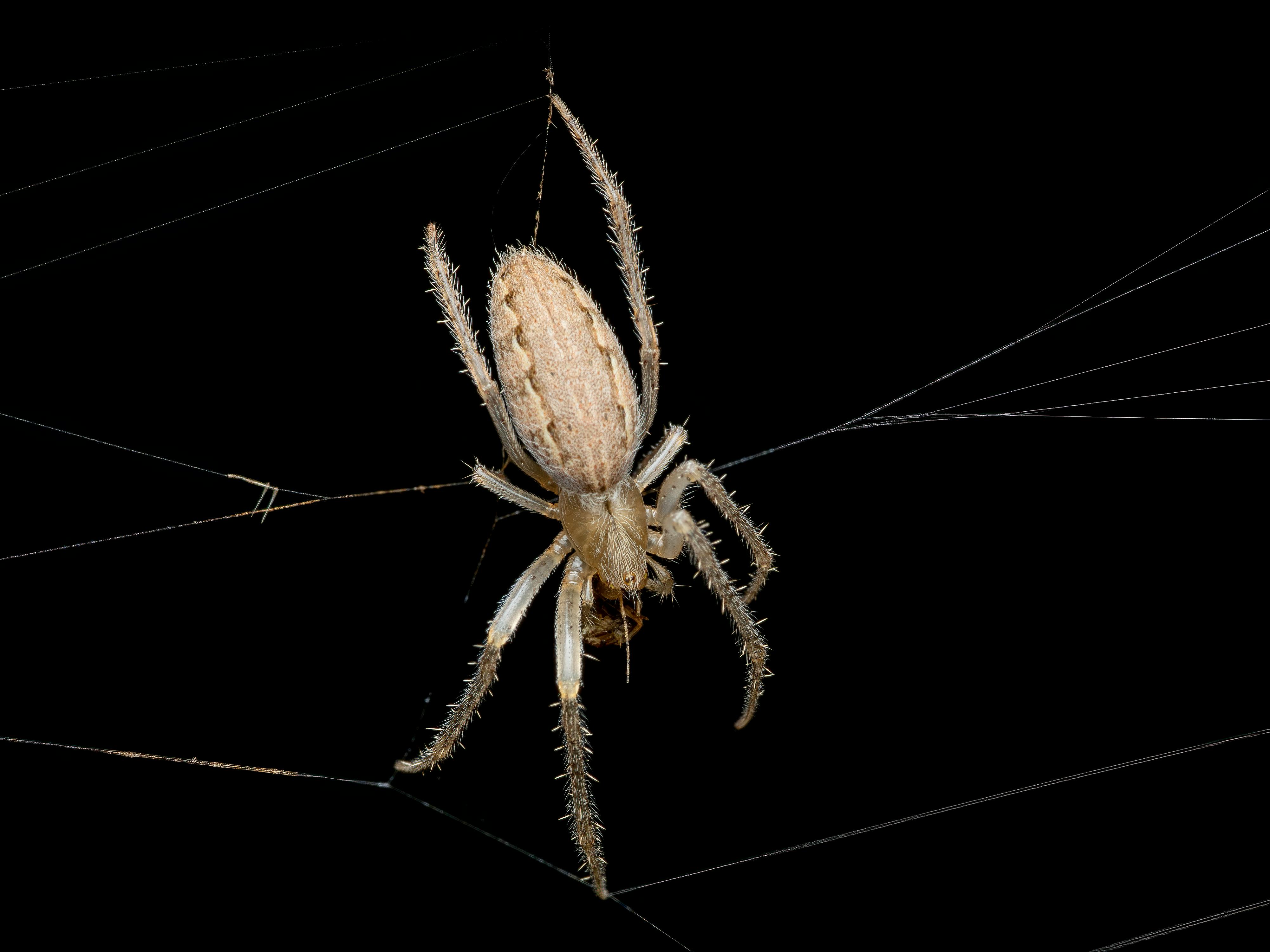 Detailed macro shot of a spider weaving its web against a dark background.