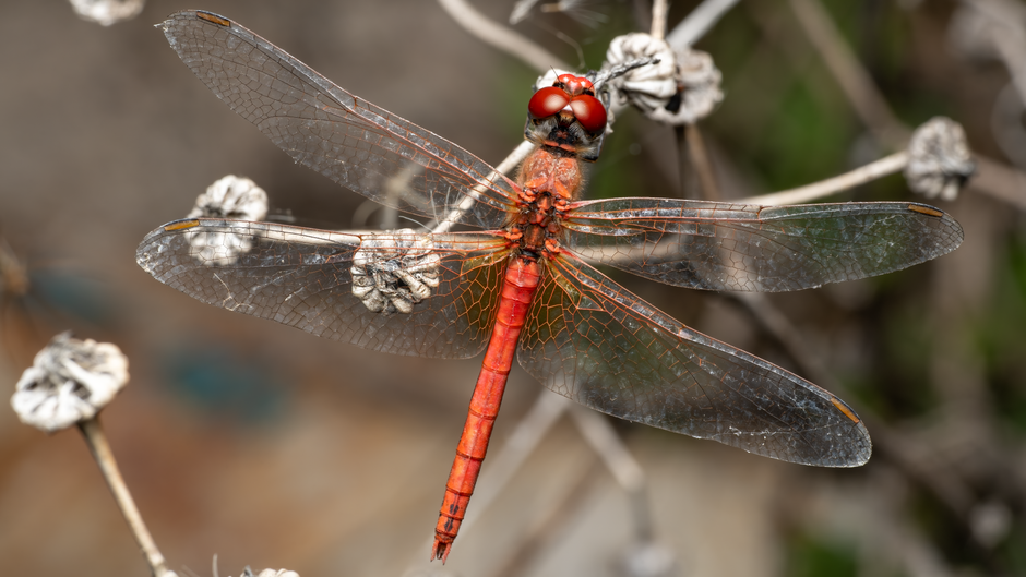 Vibrant scarlet dragonfly with transparent wings resting in Valencia, Spain.