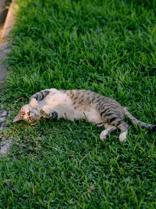 Free Friendly tabby cat lying comfortably on green grass enjoying sunny day. Stock Photo