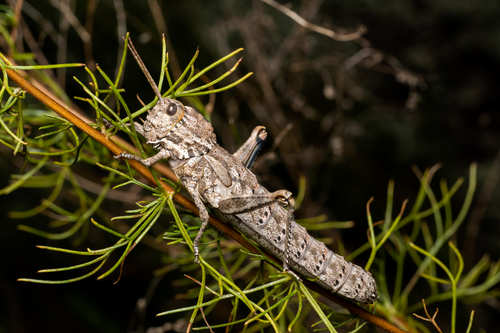 Free Detailed macro shot of a brown grasshopper perched on a twig in Valencia, Spain. Stock Photo