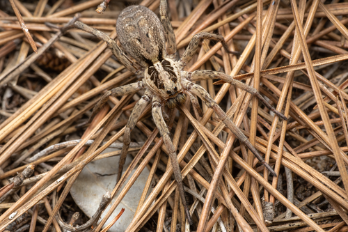 Free Detailed macro of a wolf spider on pine needles, showcasing its natural environment. Stock Photo