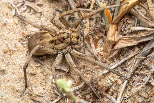 Detailed macro shot of a wolf spider on sandy terrain in Valencia, Spain.