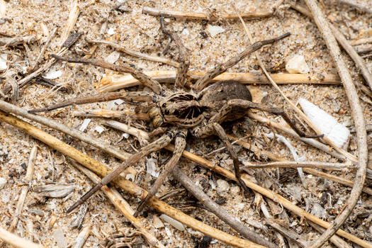 Close-up of a wolf spider camouflaged in sandy environment, showcasing detailed texture.
