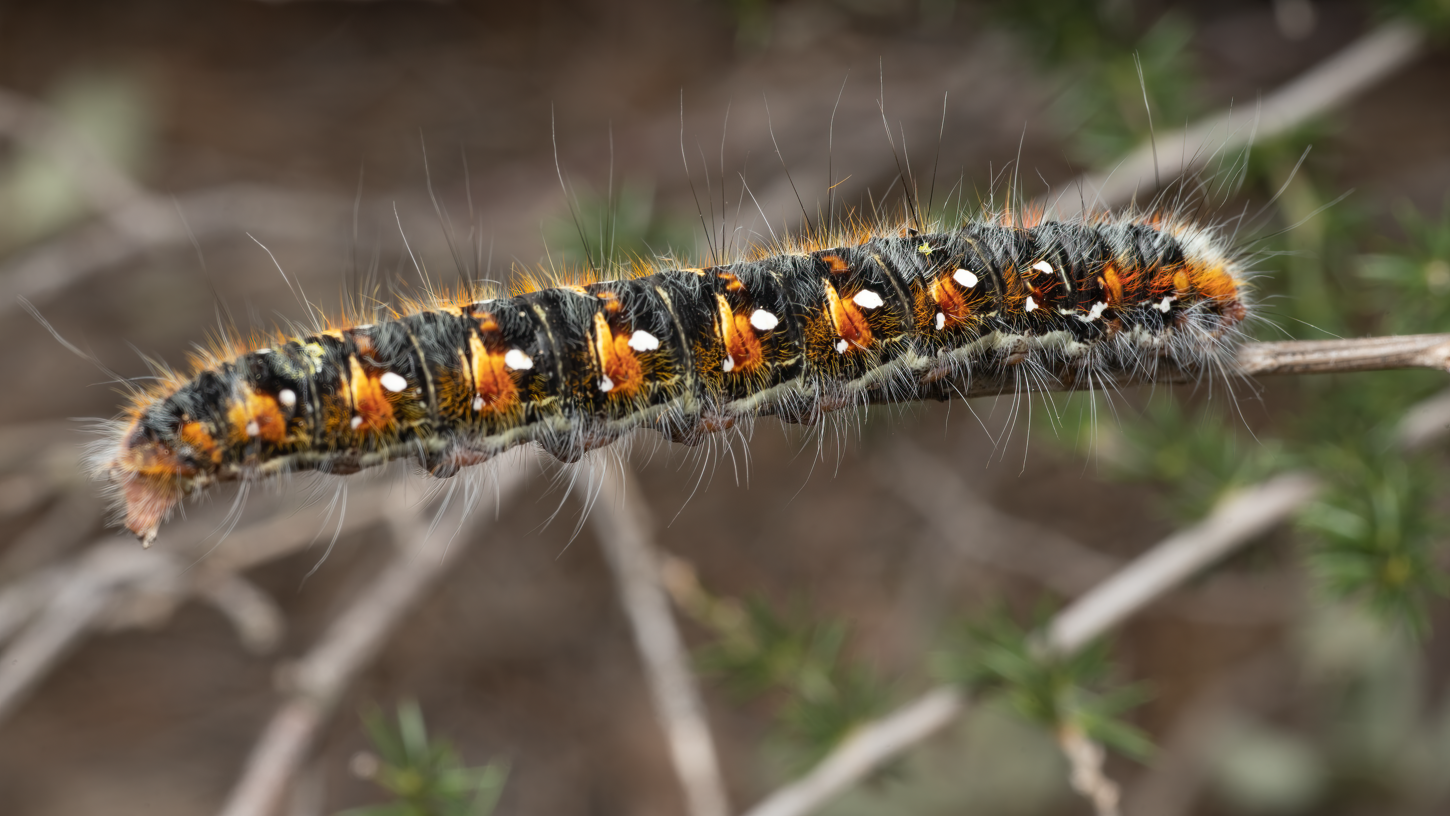 Close-up of Hairy Caterpillar on Branch · Free Stock Photo