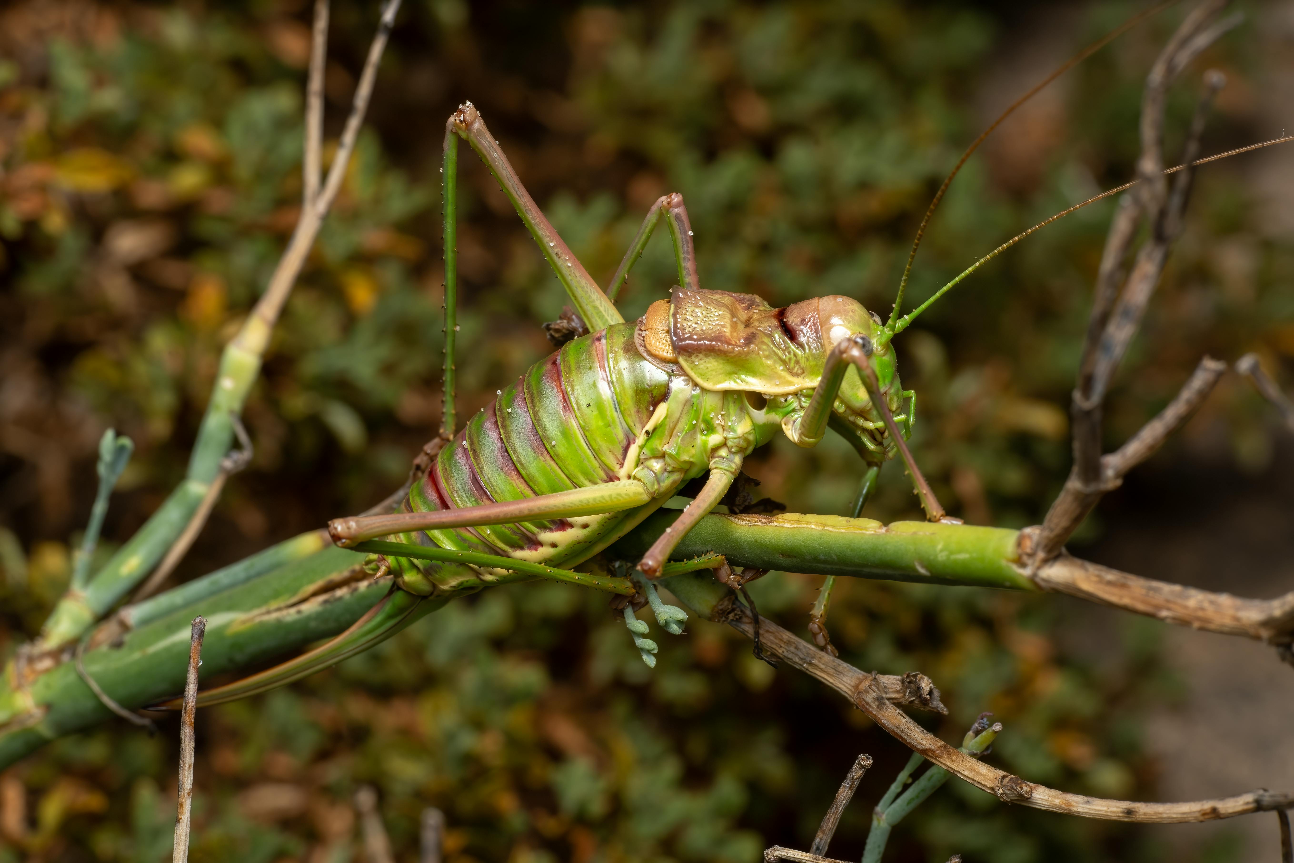 A quiet suburban porch lit by streetlights, with a homeowner looking up at a swarm of crickets