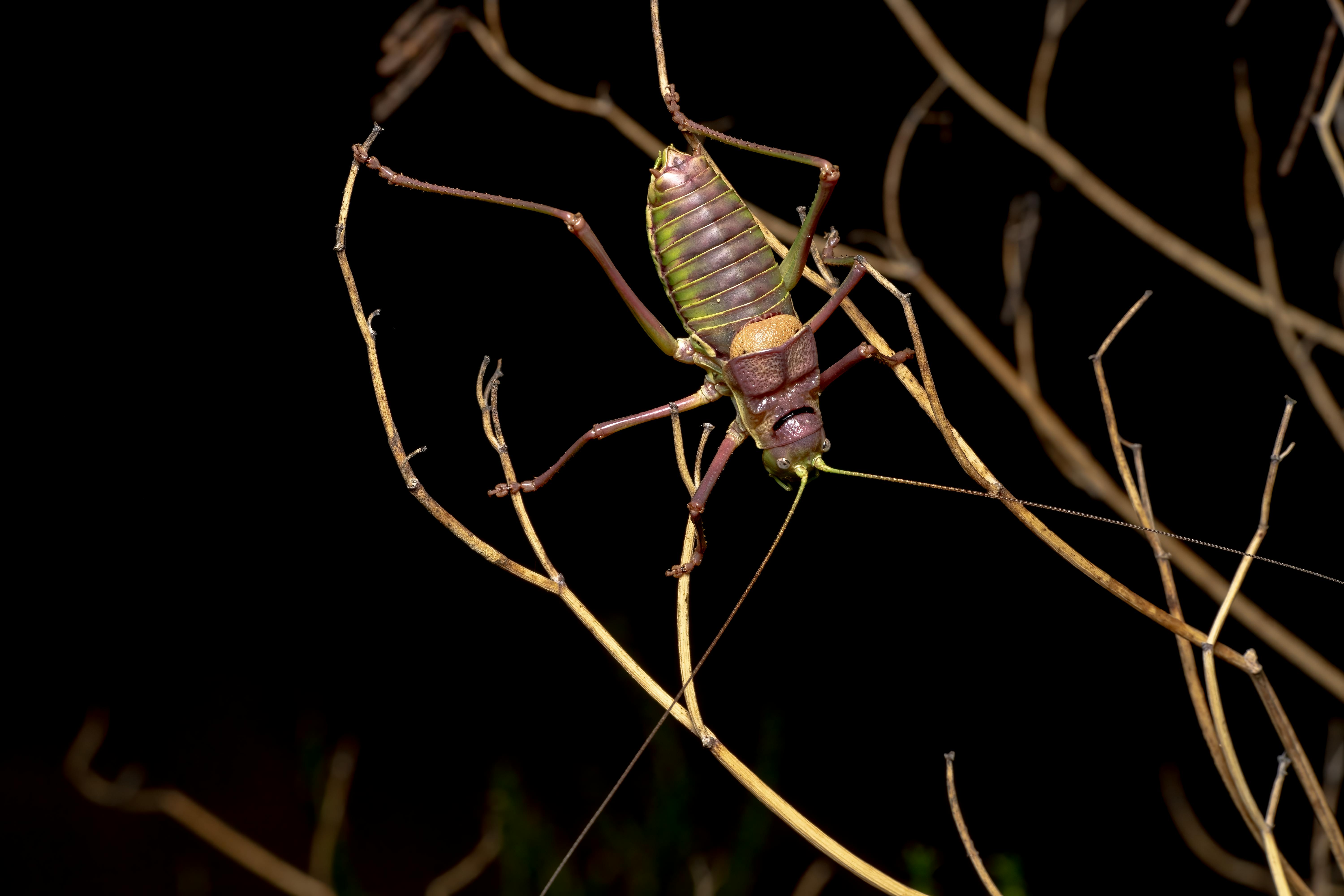 Cricket perched on a windowsill inside a home
