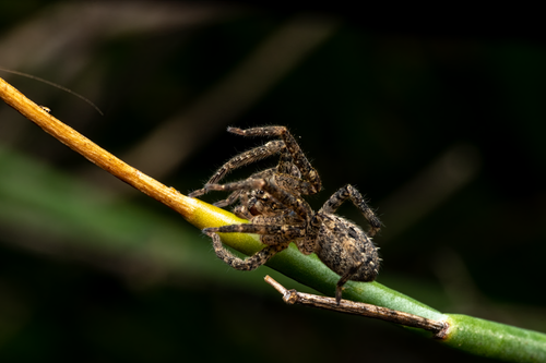 Free Detailed macro of a jumping spider resting on a plant stem, showcasing its hairy texture and predatory stance. Stock Photo