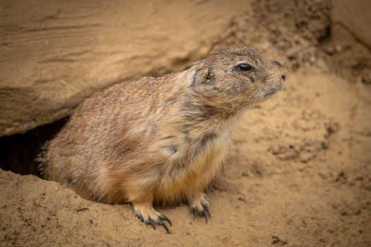 A close-up photo of a prairie dog emerging from its burrow in a sandy environment.