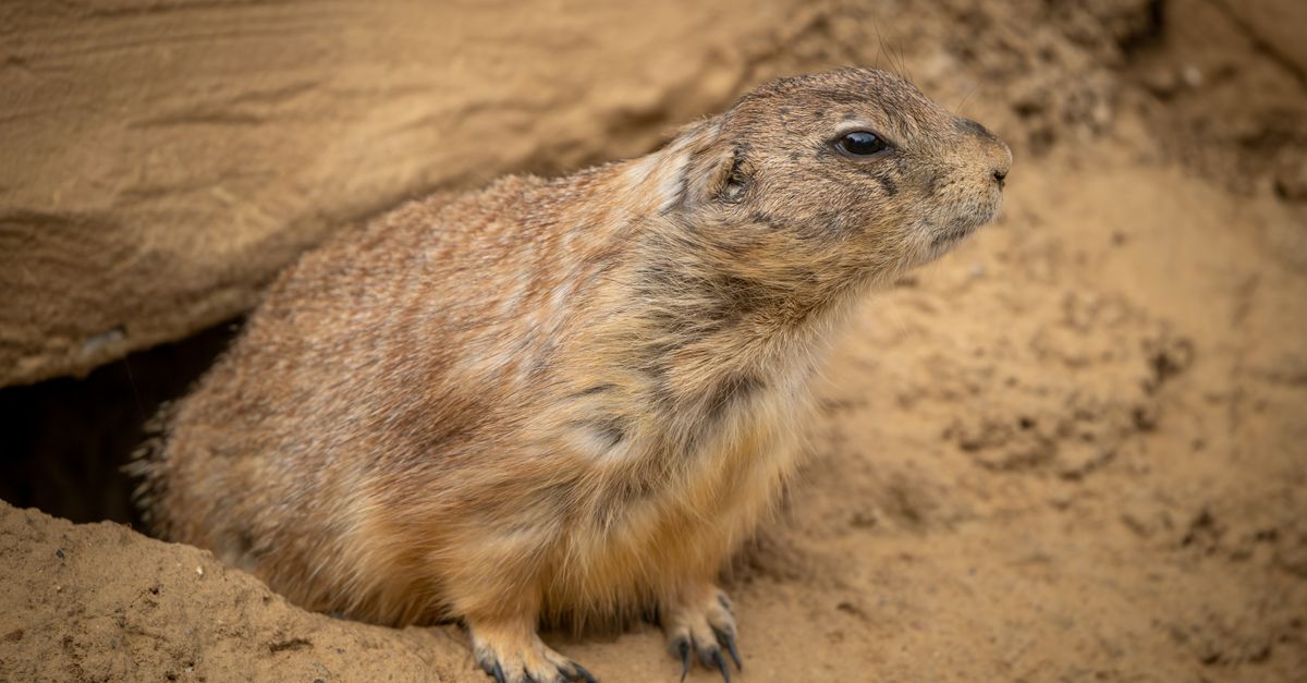 Burrows Compress Close-up of a Prairie Dog Emerging from Burrow · Free Stock Photo